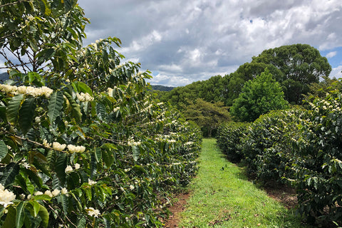 Brewing Change: Sustainable Practices in Australian Coffee Roasting