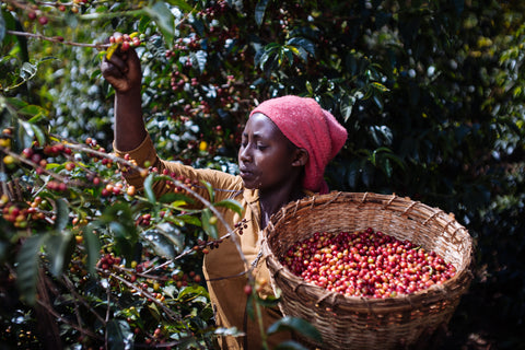 Shop Single Origin
